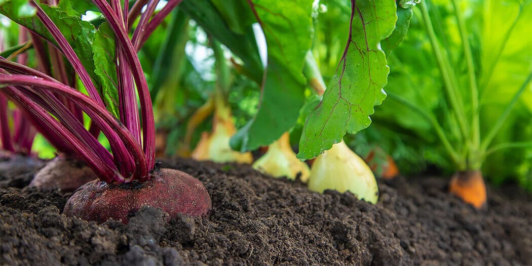 spring-vegetables-hero