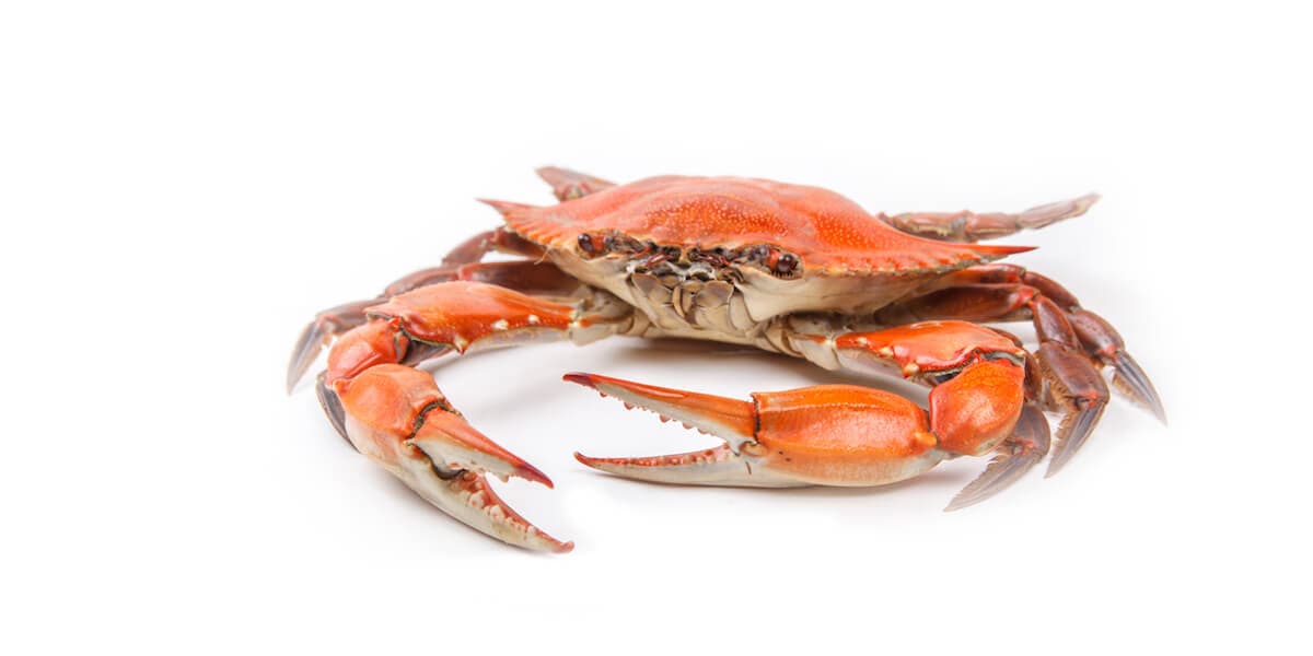 Steamed Blue Crab