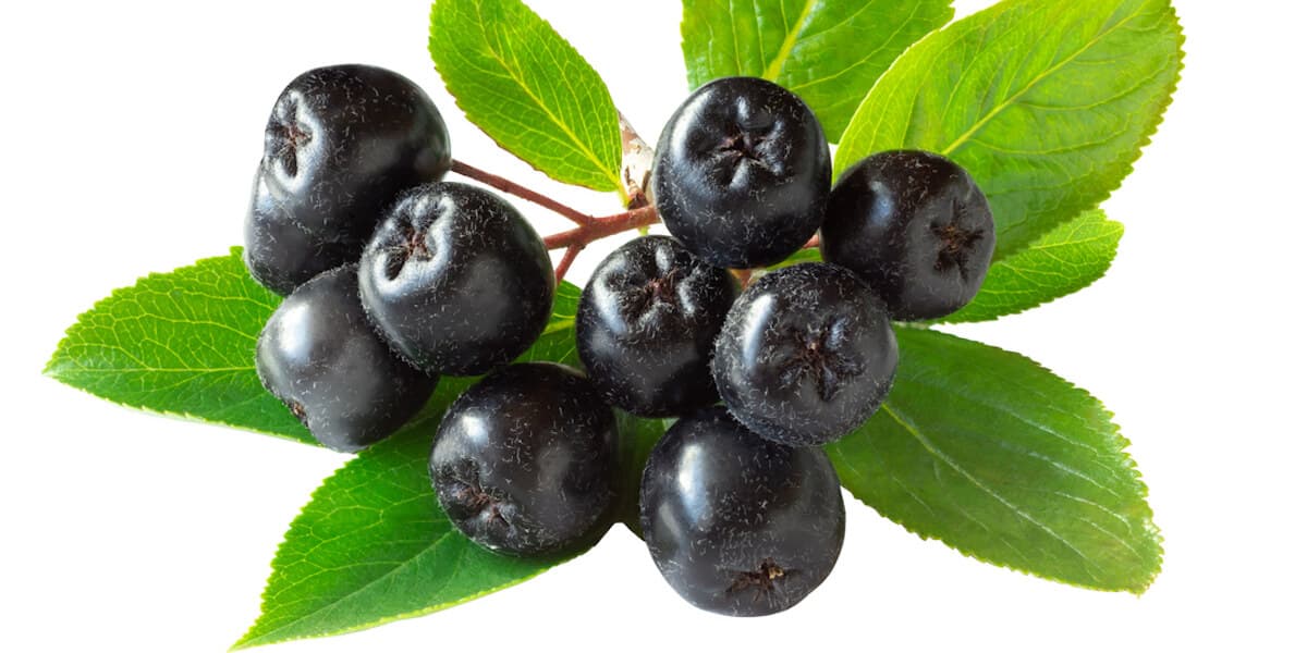 Chokeberry branch