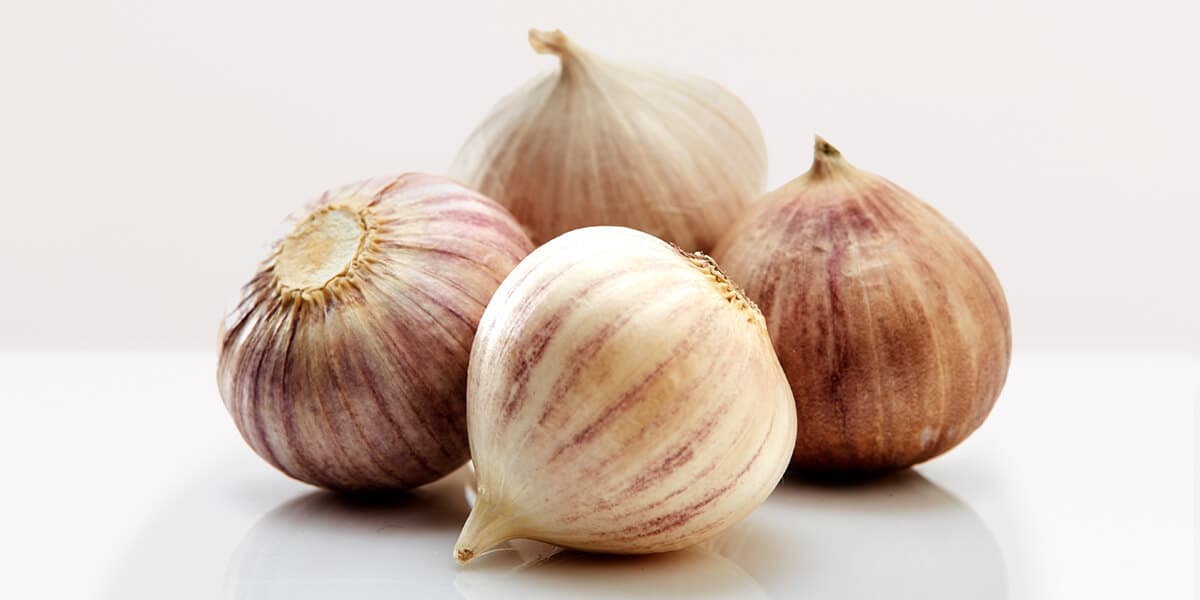 Elephant Garlic