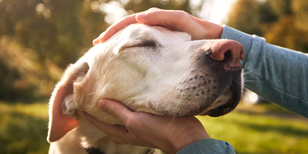 thoughtful-pet-loss-gifts-hero